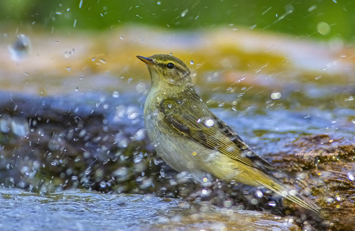 Willow Warbler