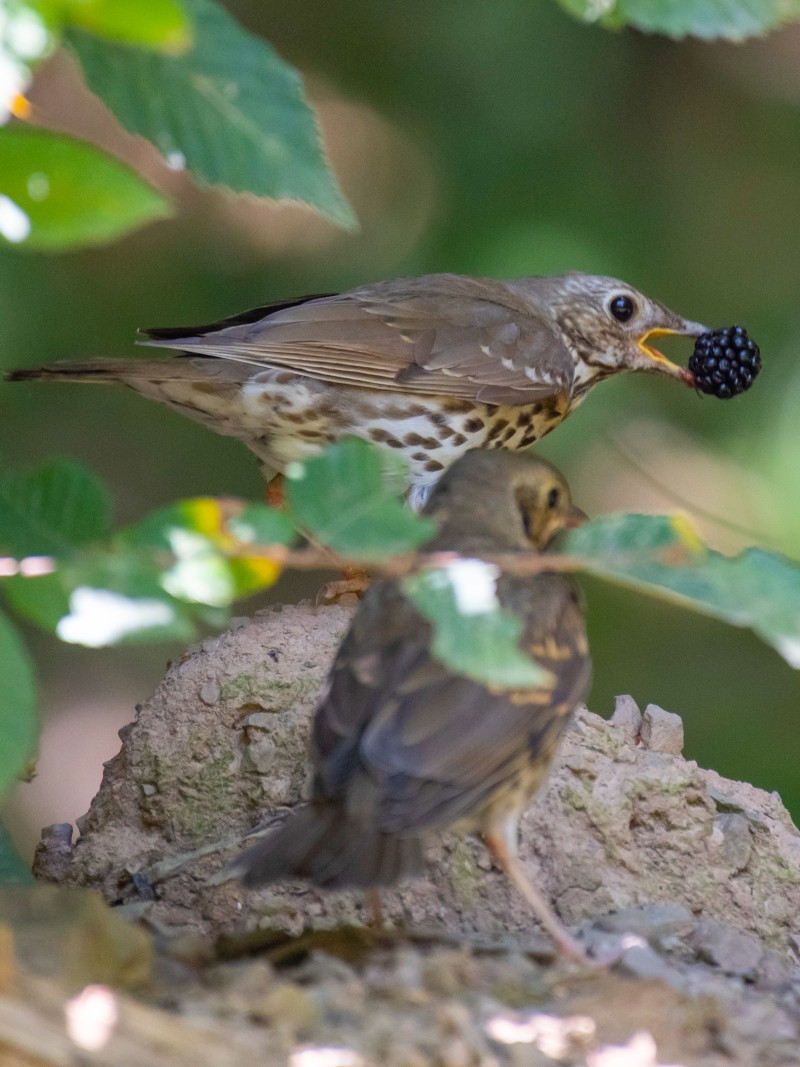 Song Thrush