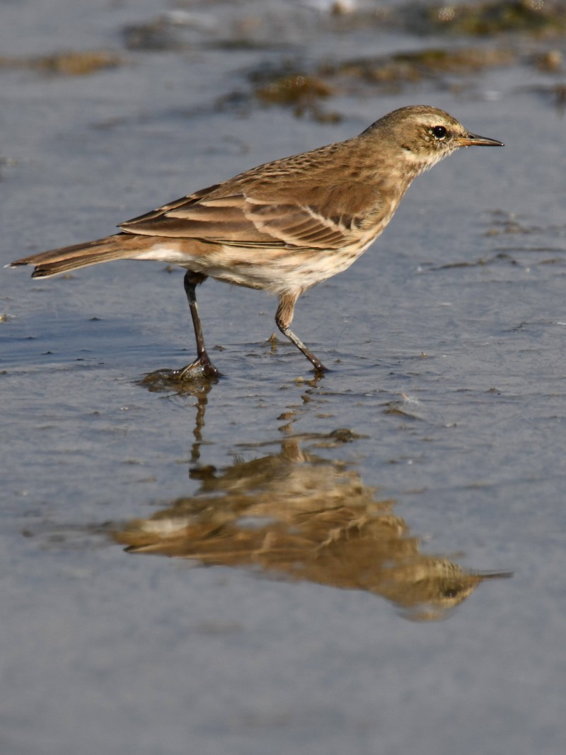 Water Pipit