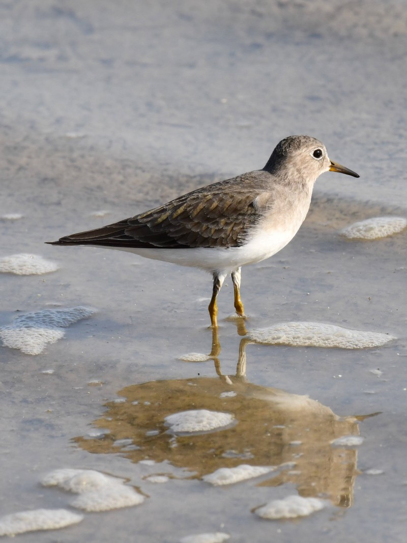 Temminck`s Stint