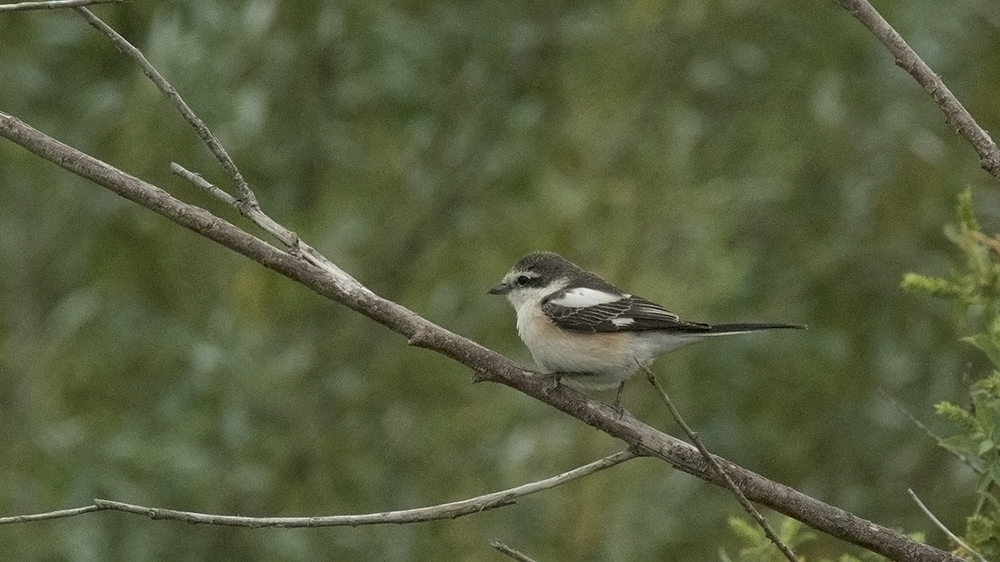 Masked Shrike