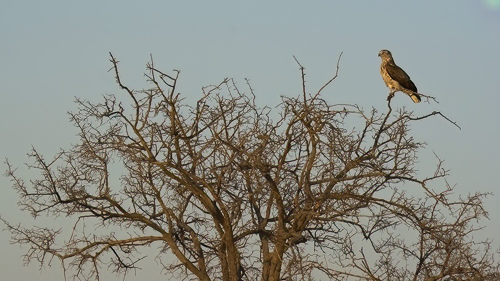 Short-toed Snake Eagle