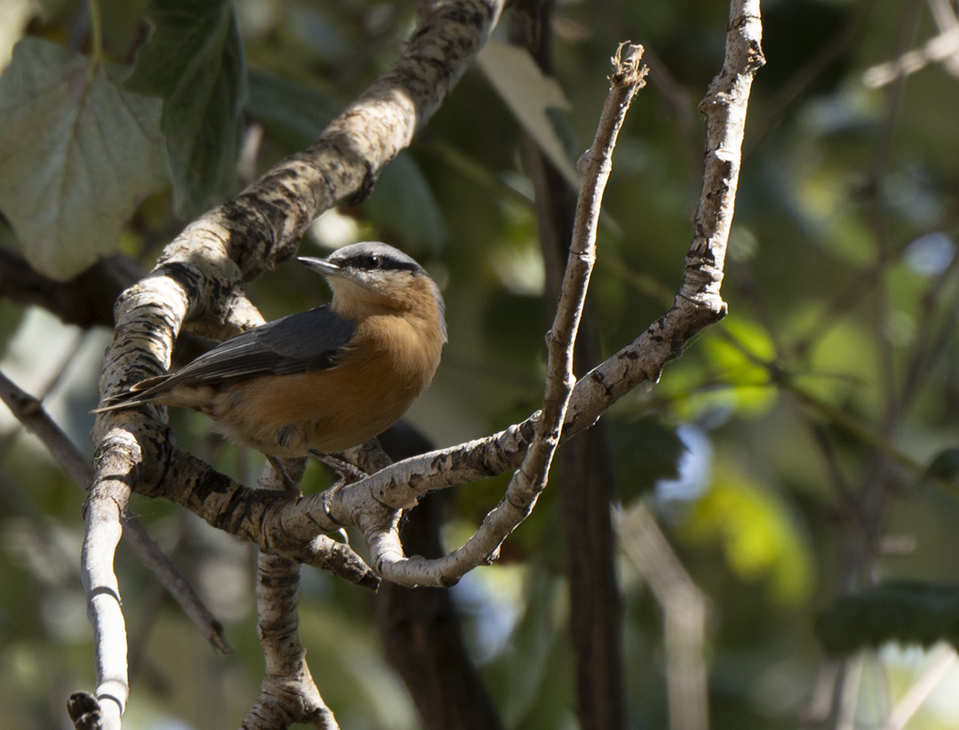 Eurasian Nuthatch