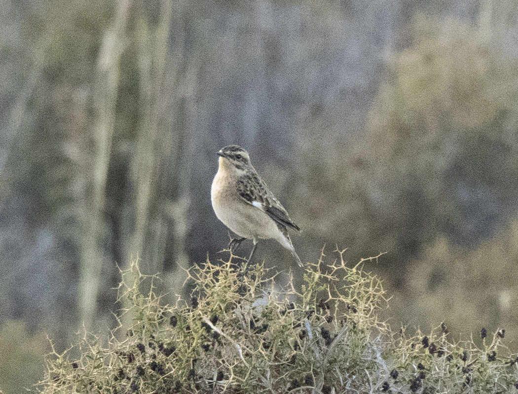 Whinchat
