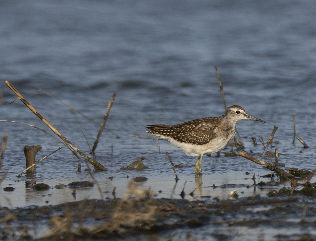 Wood Sandpiper