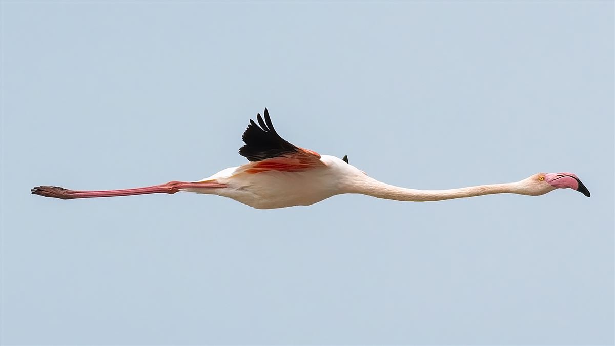 Greater Flamingo