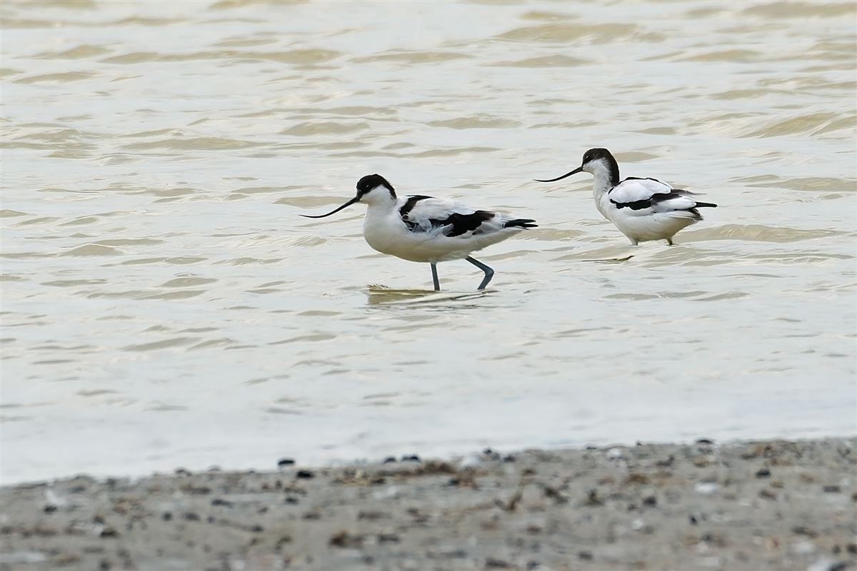 Pied Avocet