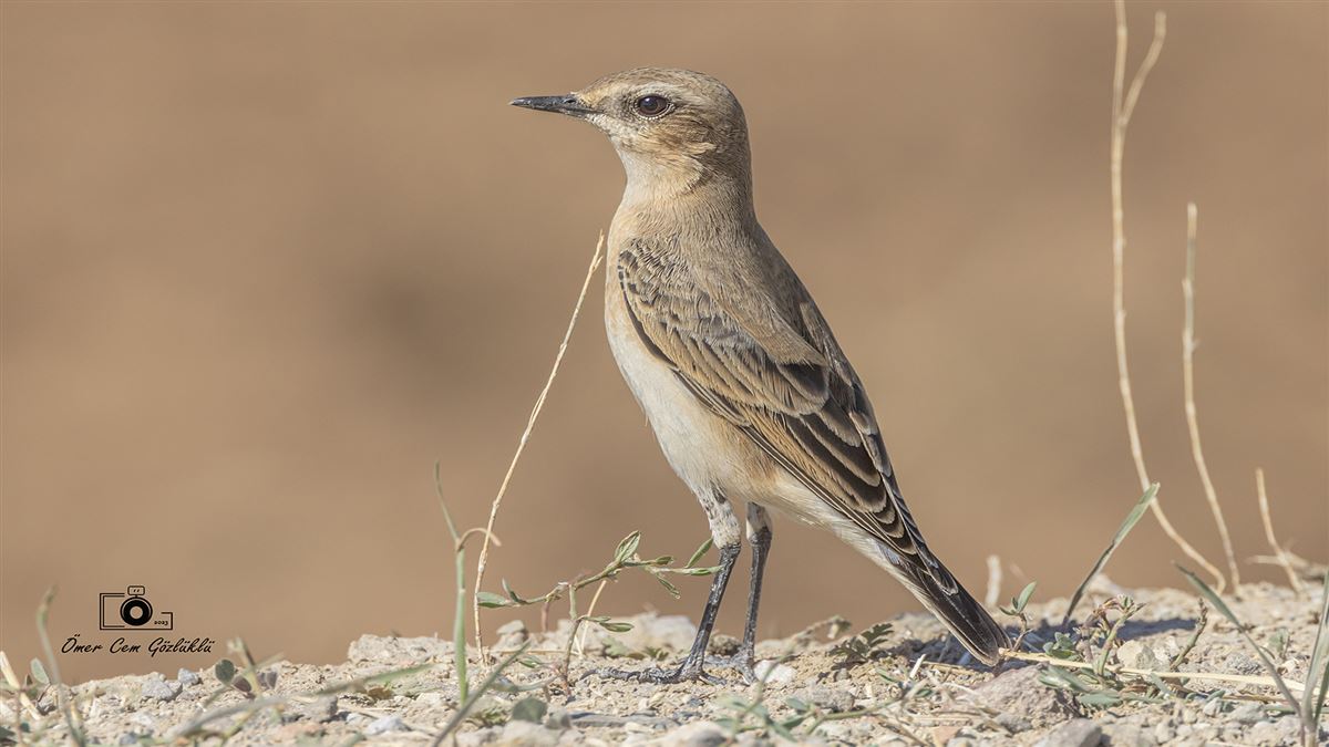 Northern Wheatear