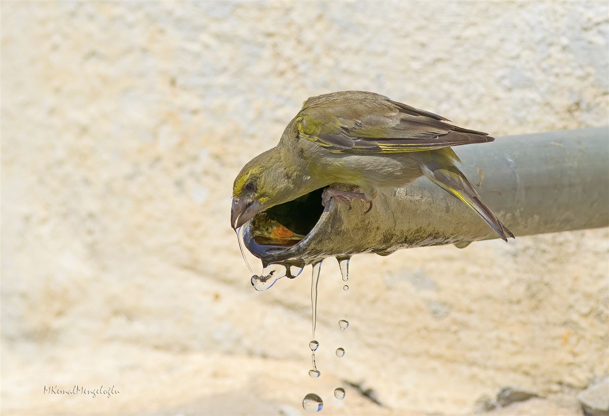 European Greenfinch