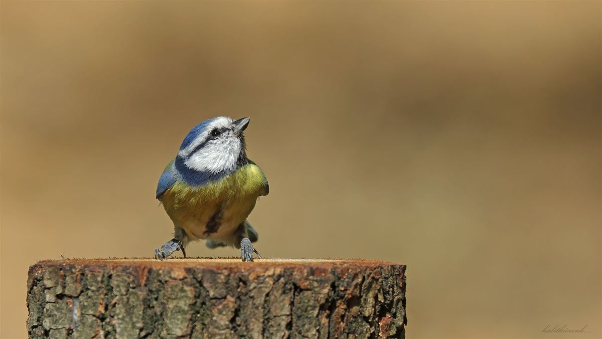 Eurasian Blue Tit