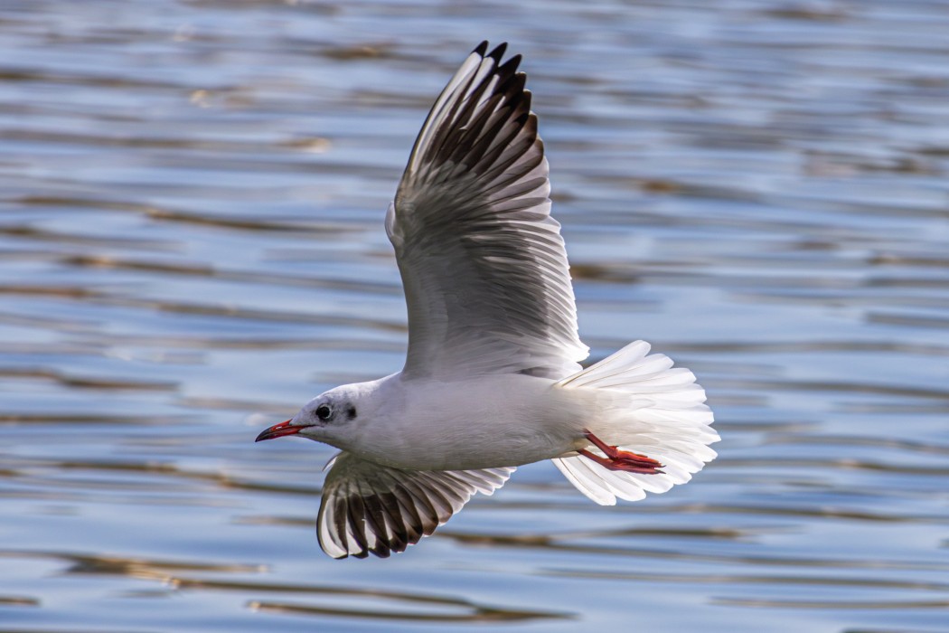 Black-headed Gull
