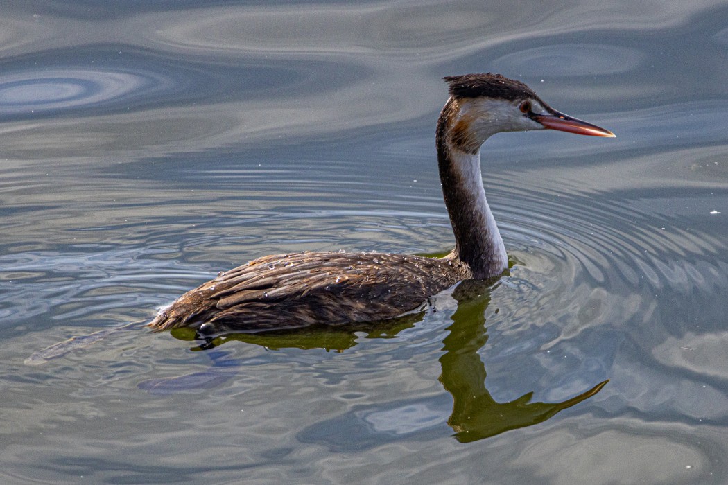 Great Crested Grebe