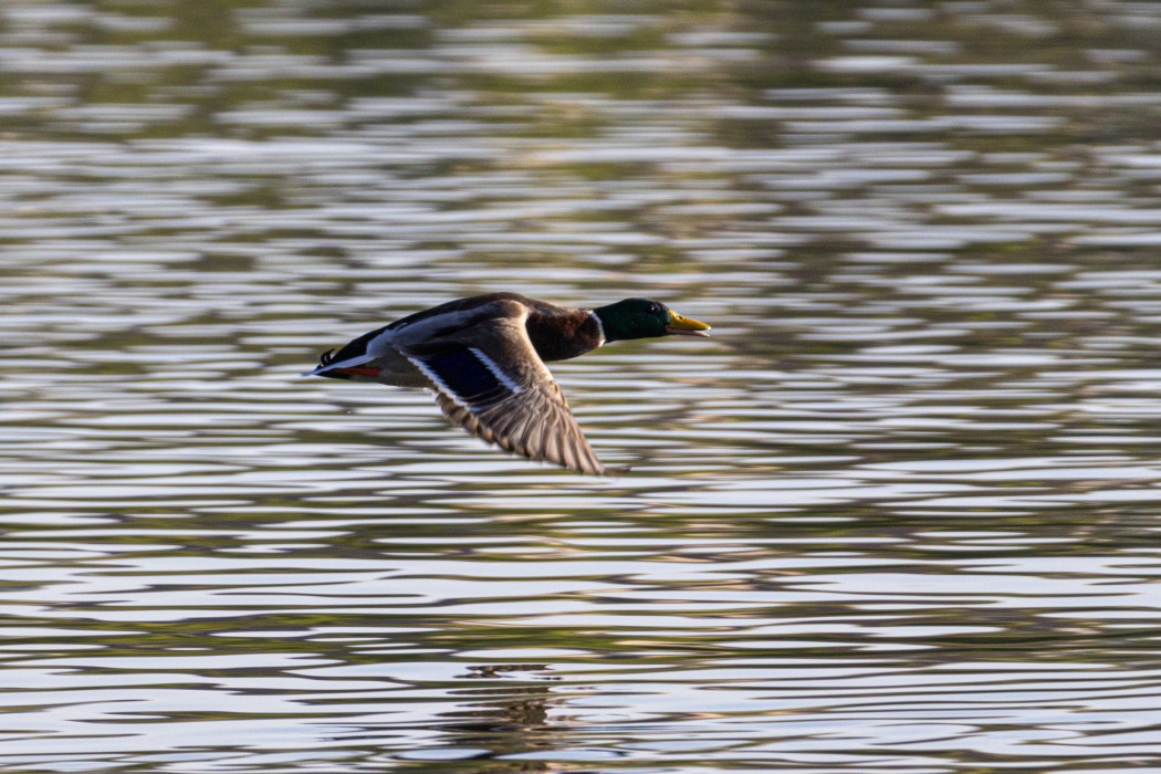 Mallard