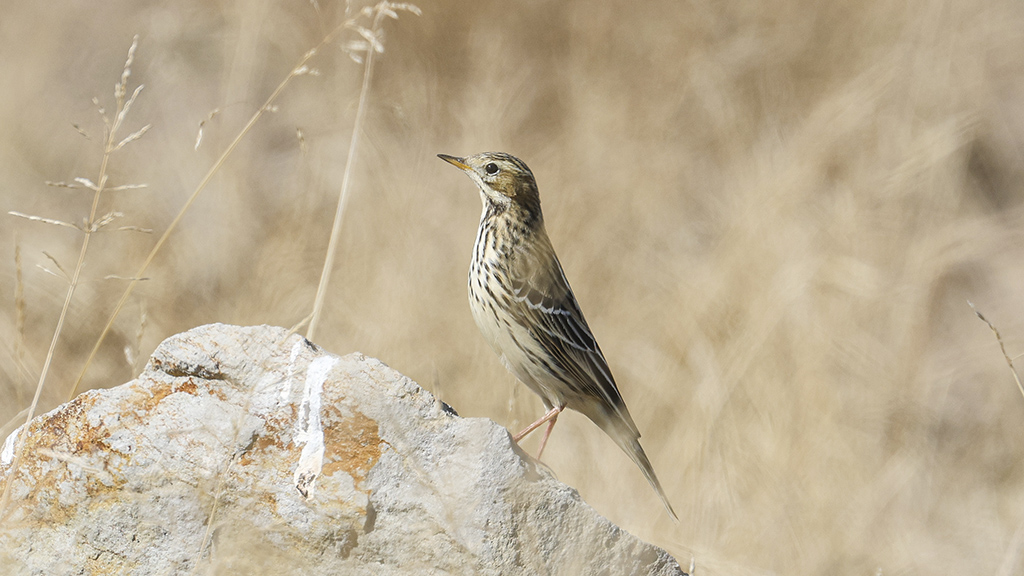 Meadow Pipit