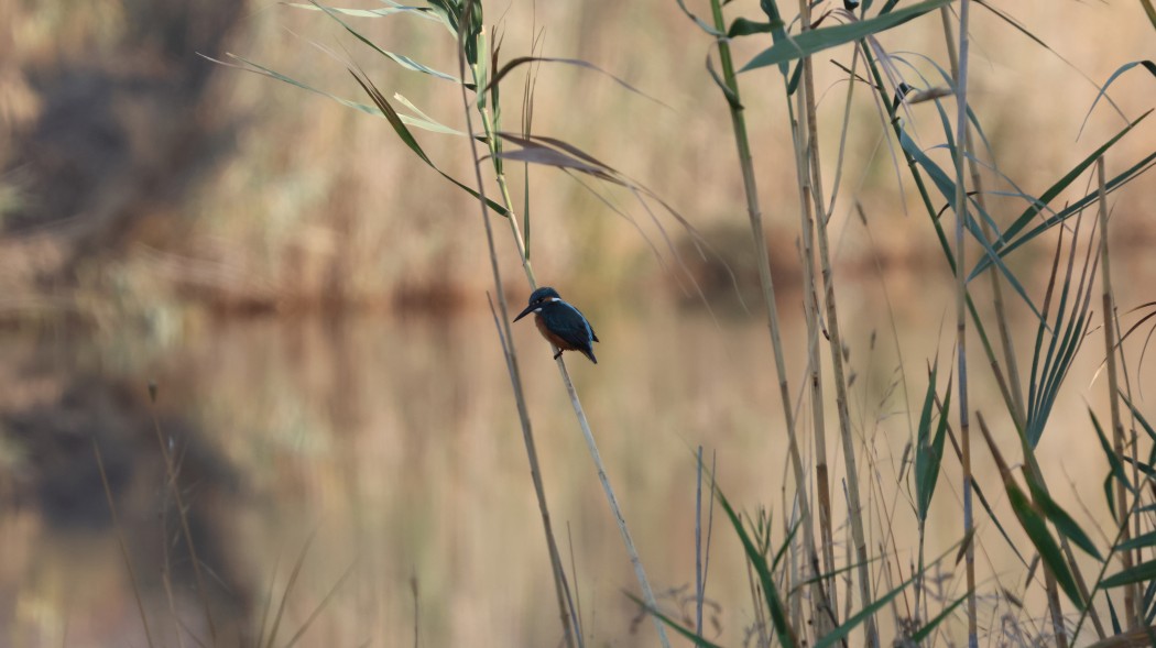 Common Kingfisher