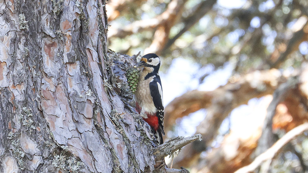 Great Spotted Woodpecker