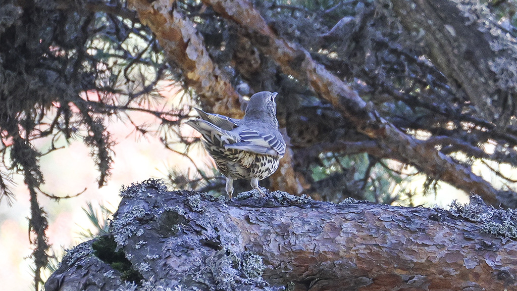 Mistle Thrush