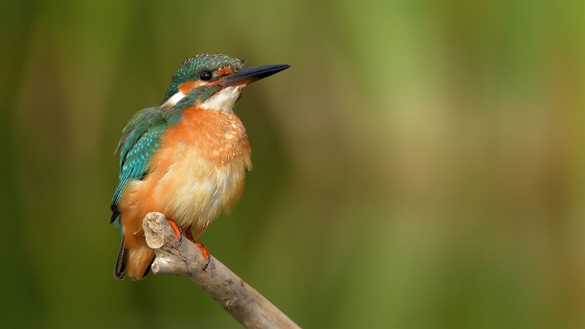 Common Kingfisher