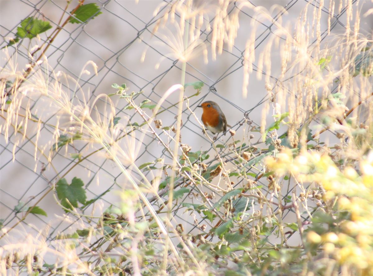 European Robin