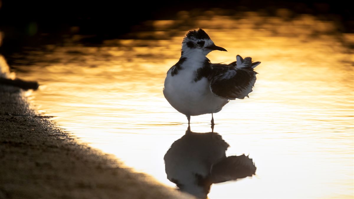 Little Gull
