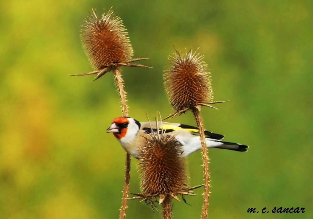 European Goldfinch