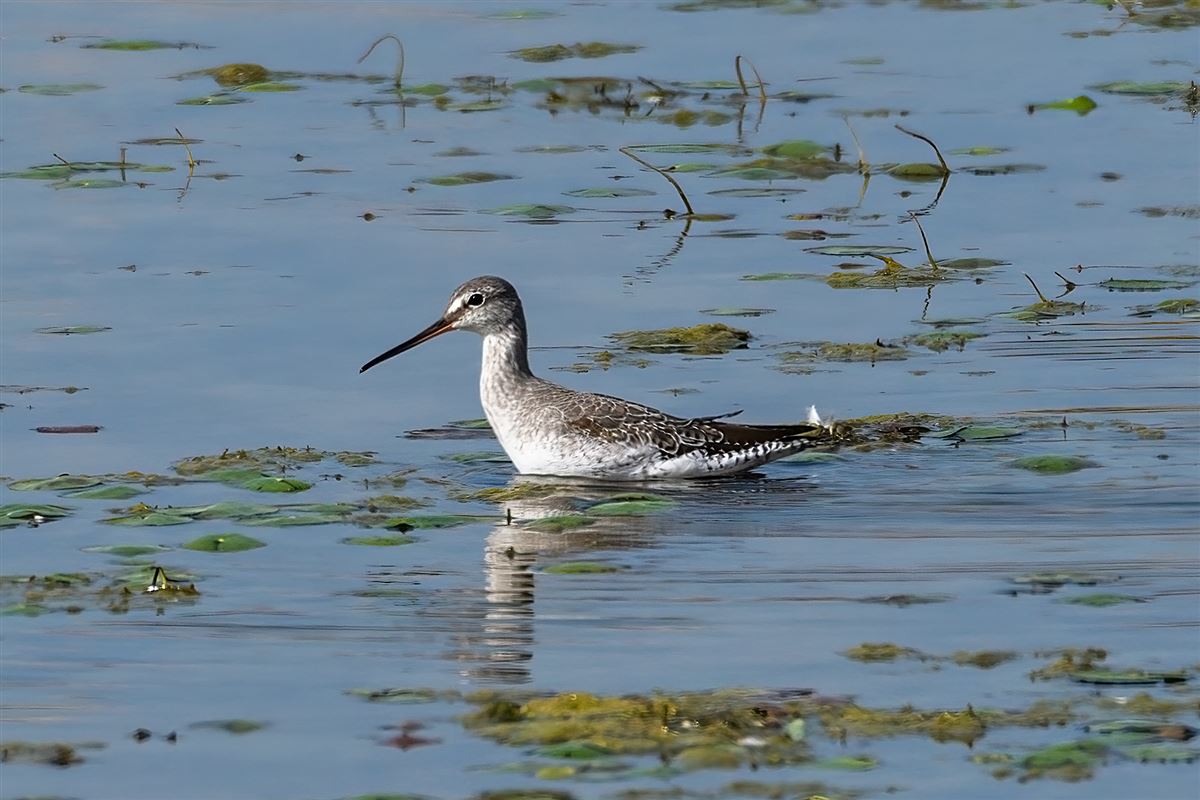 Spotted Redshank