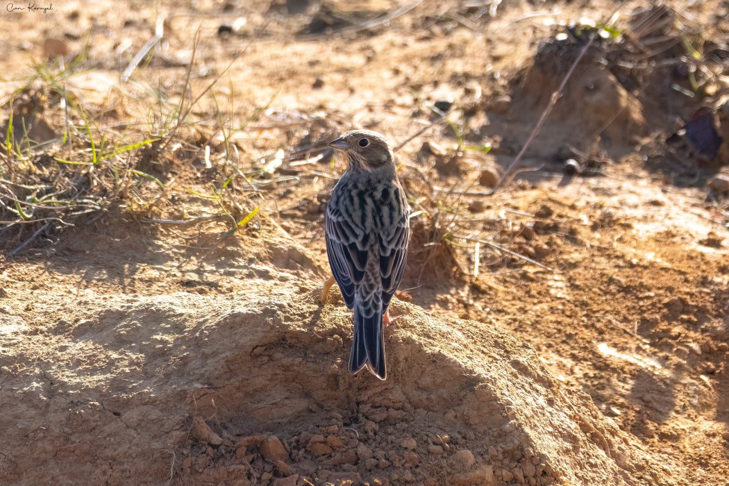 Yellowhammer
