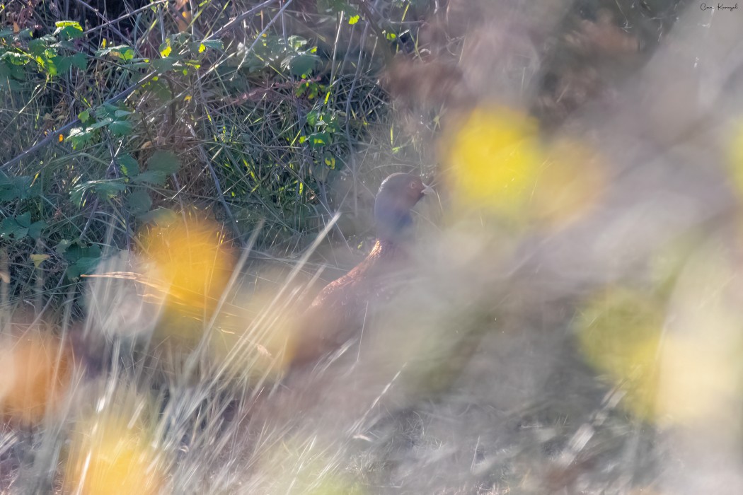Common Pheasant