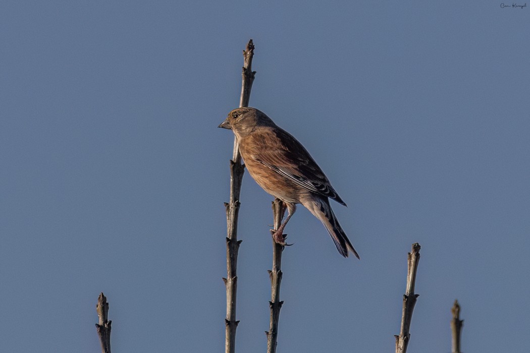Common Linnet