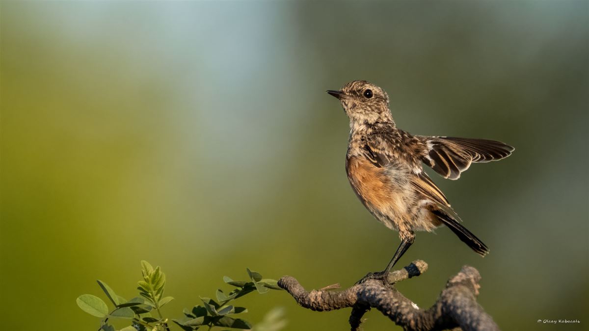 European Stonechat
