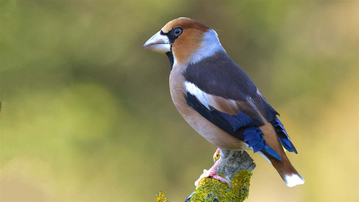 Hawfinch