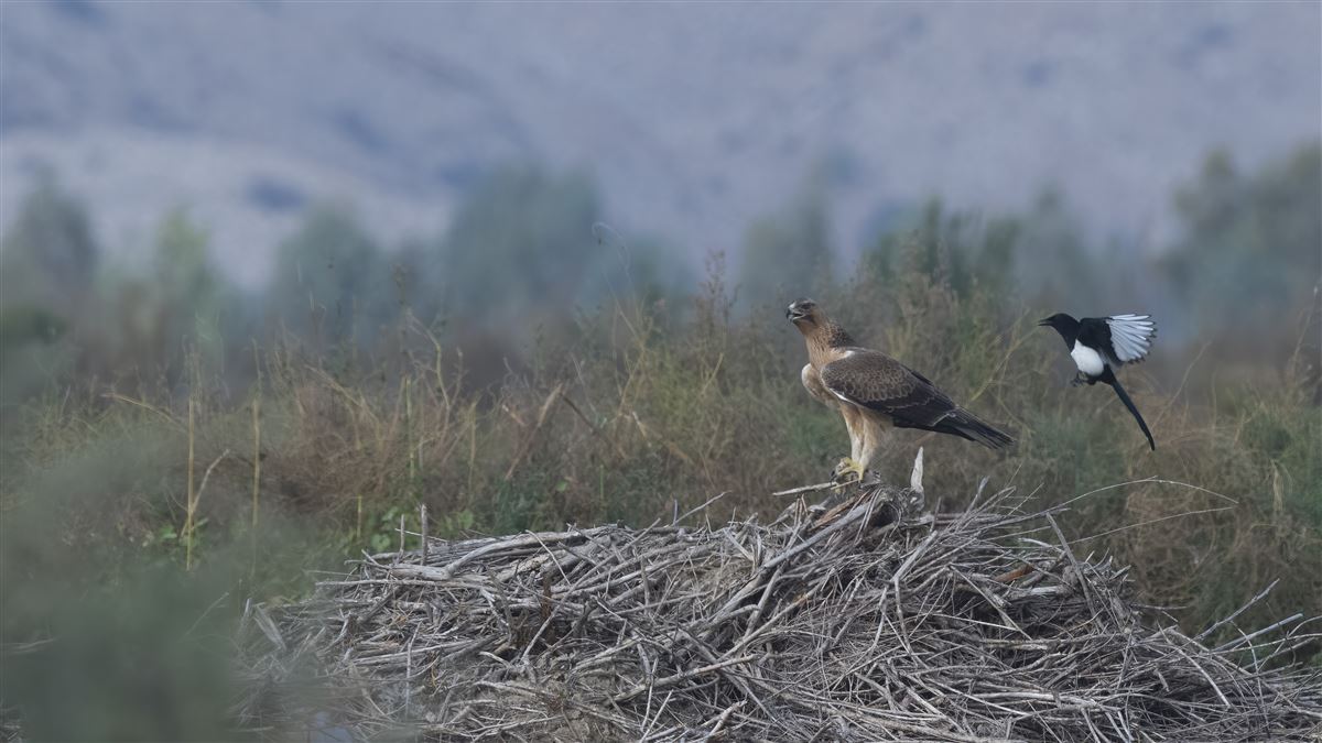 Bonelli`s Eagle