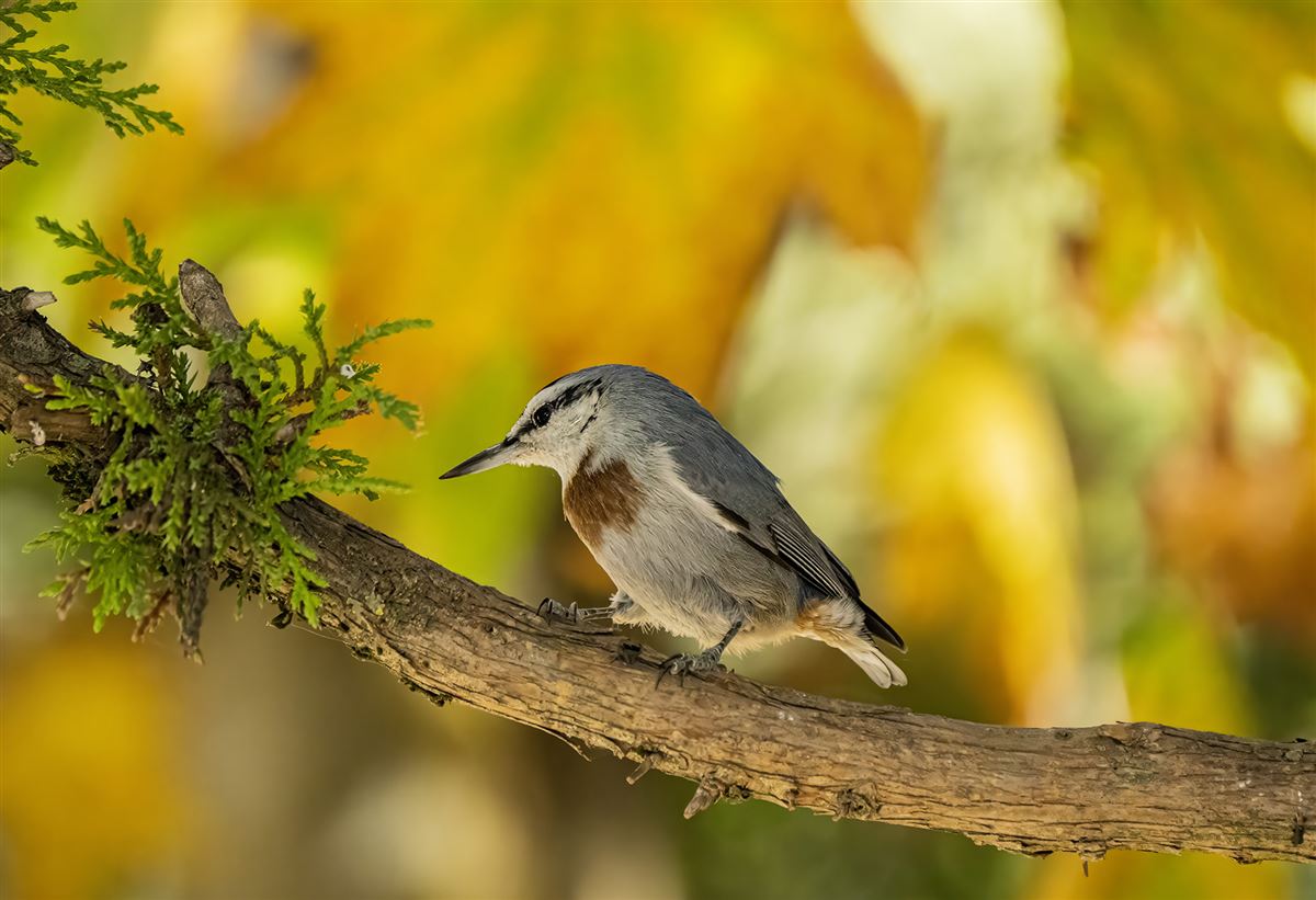 Krüper`s Nuthatch