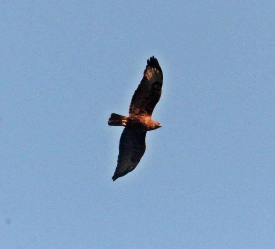 Common Buzzard