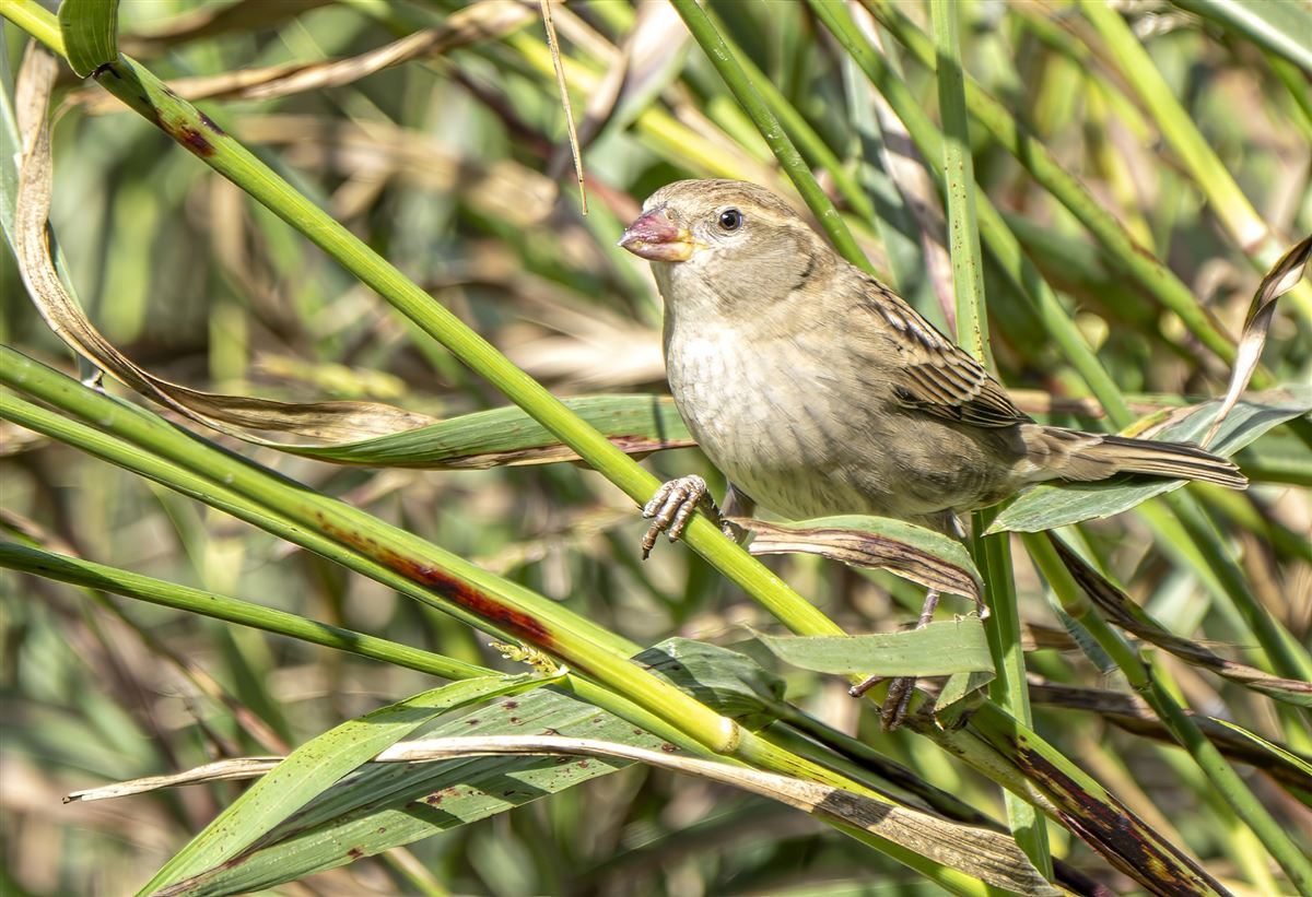 Spanish Sparrow