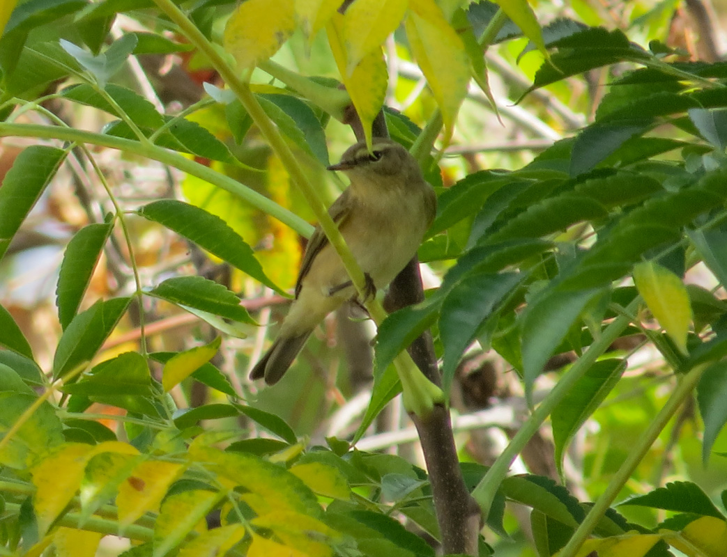 Common Chiffchaff