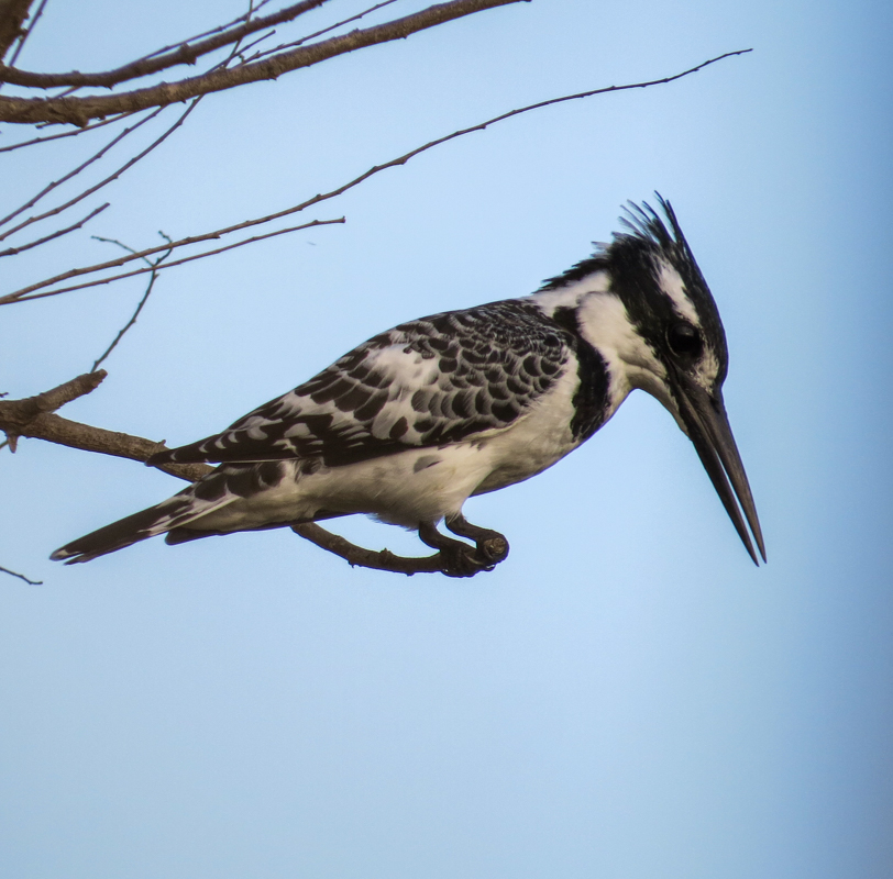 Pied Kingfisher