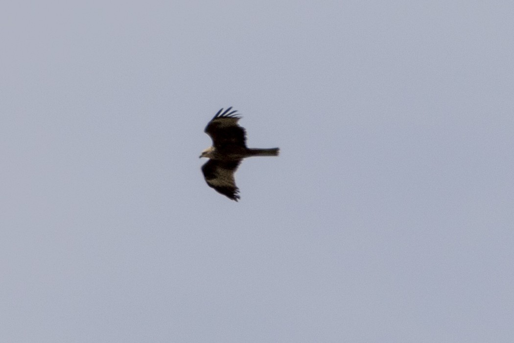 Black Kite