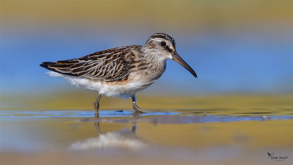 Broad-billed Sandpiper