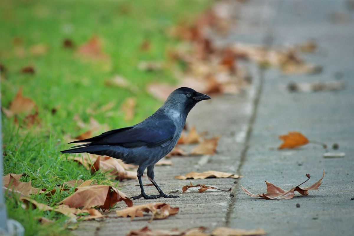 Western Jackdaw