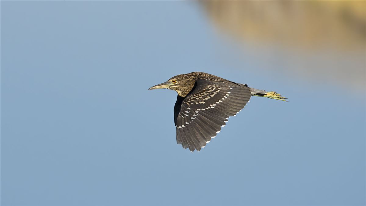 Black-crowned Night Heron