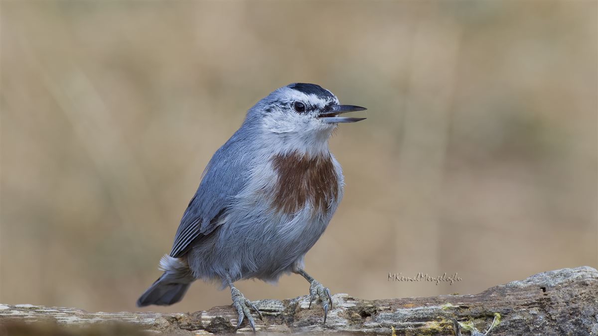 Krüper`s Nuthatch