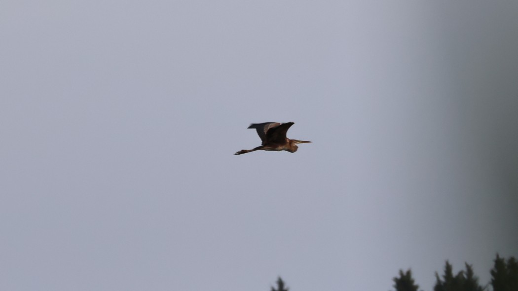 Purple Heron