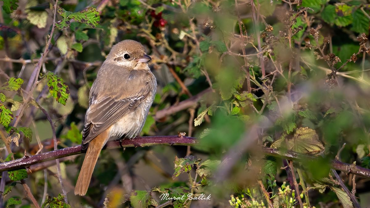 Isabelline Shrike
