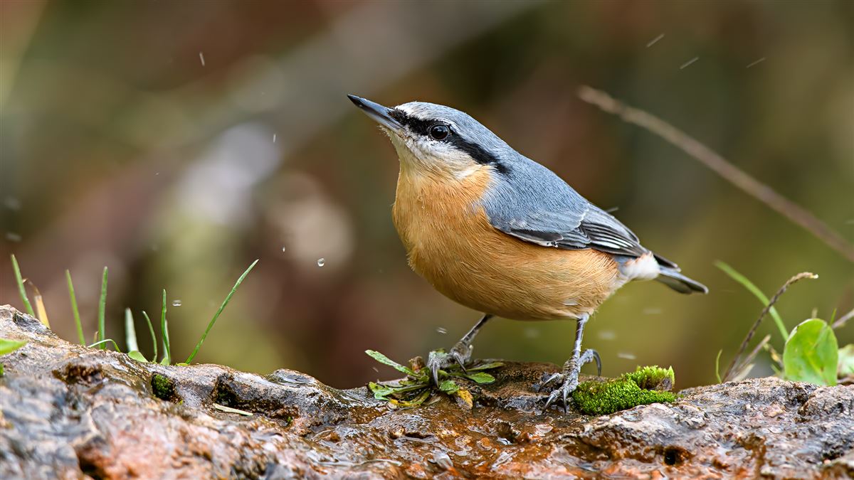 Eurasian Nuthatch