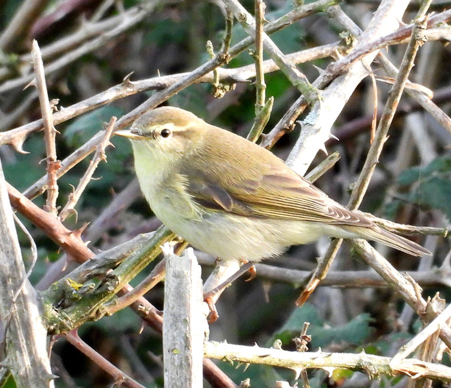 Willow Warbler