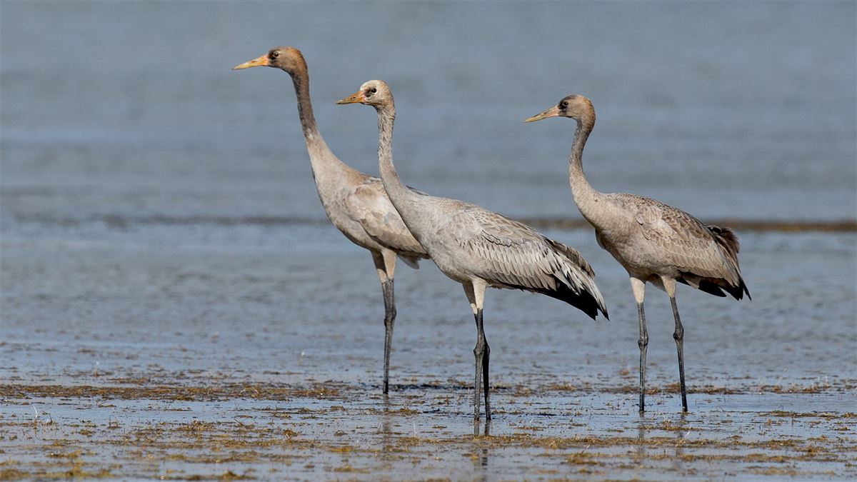 Common Crane