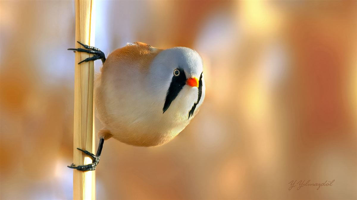Bearded Reedling