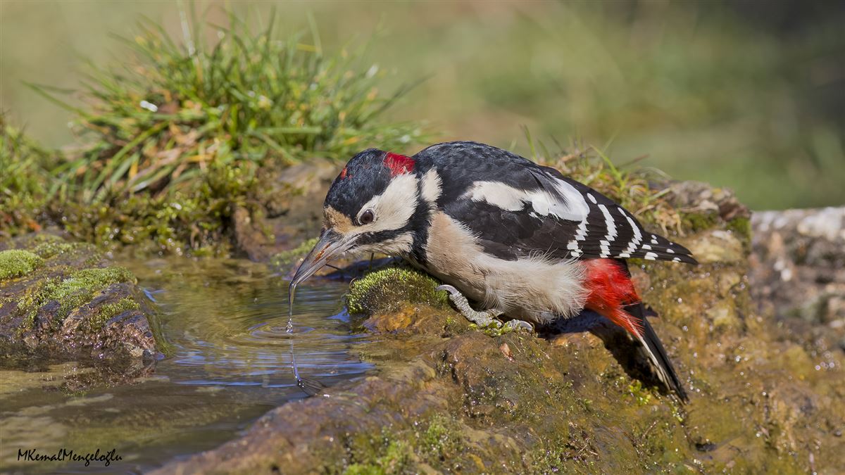 Great Spotted Woodpecker