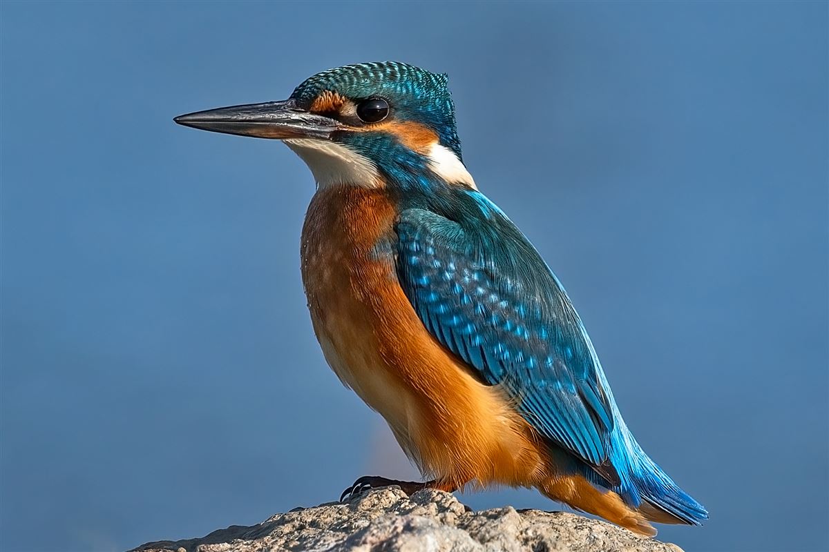 Common Kingfisher